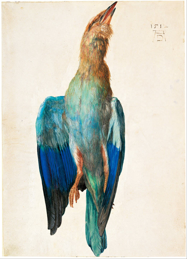   阿尔布雷特·丢勒Albrecht Dürer——死去的蓝色鸟